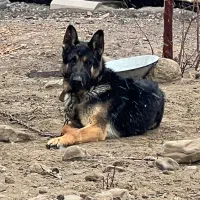 سگ ژرمن کلاس نر a