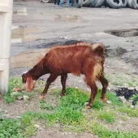 بزغاله نر