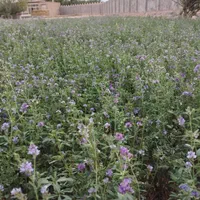 پرس یونجه|خوردنی و آشامیدنی|اصفهان, ارداجی|دیوار