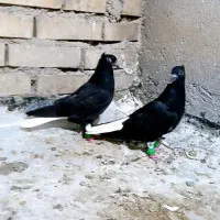 جفت جوجه دمسفید