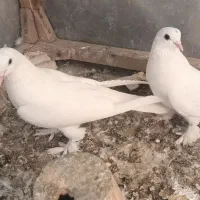 کبوتر لوطی|پرنده|تبریز, |دیوار