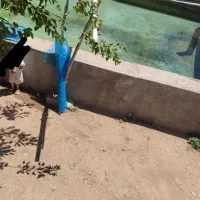 پرورش ماهی|فروش دفتر صنعتی، کشاورزی، تجاری|بکتاش, |دیوار