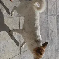 پاکوتا نر