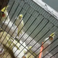 عروس‌هلندی|پرنده|اردبیل, |دیوار