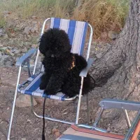 توی پودل کاملا وارداتی