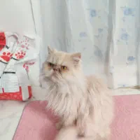 پرشین بازیگوش  وباحال