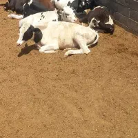 ماده گاو گوشتی و داشتی|حیوانات مزرعه|بیرجند, |دیوار