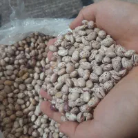 لوبیا چیتی