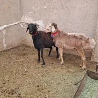 ۲راس عروسک چینی|حیوانات مزرعه|مرودشت, تخت جمشید|دیوار