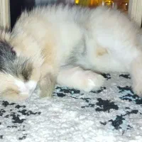 خرگوش جرسی|موش و خرگوش|فردیس, منظریه|دیوار