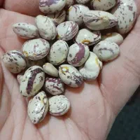 فروش لوبیاچیتی باکیفیت