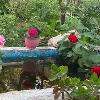 اجاره روزانه خانه باغ قلات بافت قدیم|اجارهٔ کوتاه‌مدت ویلا و باغ|شیراز, قلات|دیوار