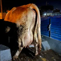 خریدوفروش گوسفندگوساله شکسته و|حیوانات مزرعه|کرمانشاه, |دیوار