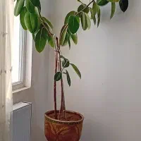 گل طبیعی بزرگ فیکوس