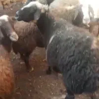 گوسفند سر