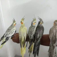 عروس هلندی|پرنده|یزد, |دیوار