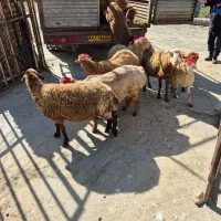 پونک جنت آباد صادقیه چیتگر کل تهران گوسفند زنده|حیوانات مزرعه|تهران, مرزداران|دیوار