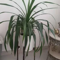 گل طبیعی