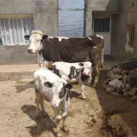 گاو شیری دوقلو زا