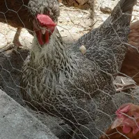 مرغ محلی خانگی تخم گذار به شرط