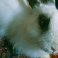 خرگوش کاملا دستی|موش و خرگوش|رشت, پارک شهر|دیوار