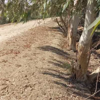 خرید درخت اکالیپتوس مورد|خدمات باغبانی و درختکاری|اهواز, پادادشهر|دیوار