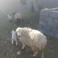 بره|حیوانات مزرعه|درمیان, |دیوار