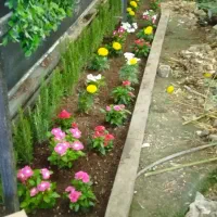 خدمات‌باغبانی‌درسراسر‌تهران|خدمات باغبانی و درختکاری|تهران, نیروی هوایی (پیروزی)|دیوار