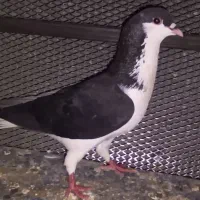 کبوتر رنگی|پرنده|خفر, |دیوار