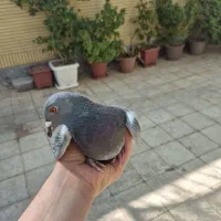 کفتر پلاکی|حیوانات|خمینیشهر, |دیوار