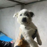 سگ . توله . شیتزو