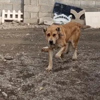 سگ خراسانی سرابی اصیل|سگ|مشهد, میان ولایت|دیوار