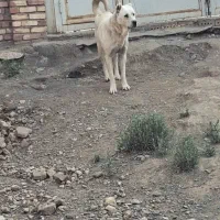 سگ میکس|سگ|خوی, |دیوار