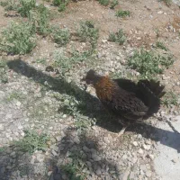 مرغ کرچ با مرغ تخم گذار