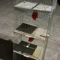 قفس پرنده
