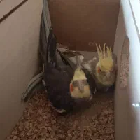 عروس هلندی آماده تخم گذاری