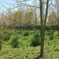 زمین ۴۲۷۷ متری با ۲۰۰ متر مسکونی (در پسیخان)|فروش زمین و ملک کلنگی|رشت, پسیخان|دیوار