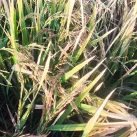 فروش شلتوک عقیلی|خوردنی و آشامیدنی|گتوند, |دیوار