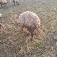 فروش ۳ راس شیشک دودندان