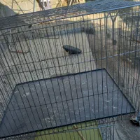 قفس|لوازم جانبی حیوانات|میناب, |دیوار