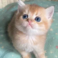 بریتیش گلد|گربه|رشت, گلباغ نماز|دیوار