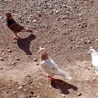 کبوتر|پرنده|بشاریات, |دیوار