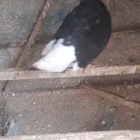 کبوتر،  پرشی، رنگی