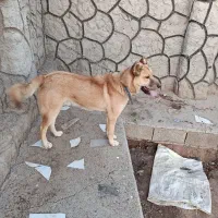 سگ هاسکی|سگ|تبریز, |دیوار