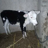 گوساله ماده|حیوانات مزرعه|سراوان, |دیوار