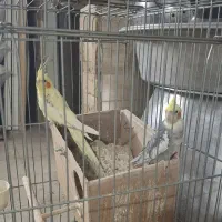 عروس هلندی|پرنده|تهران, مسعودیه|دیوار