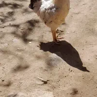 خروس جوان به فروش میرسد