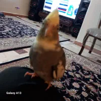 عروس هلندی|پرنده|تهران, منصوریه منگل|دیوار
