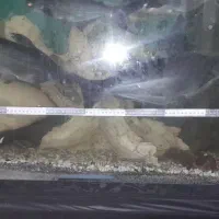 ماهی گوشخوار اورسایز  آکواریوم