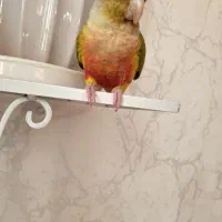 آناناسی گرینچیک رام و دستی|پرنده|فردیس, شهرک شهید حسینی|دیوار